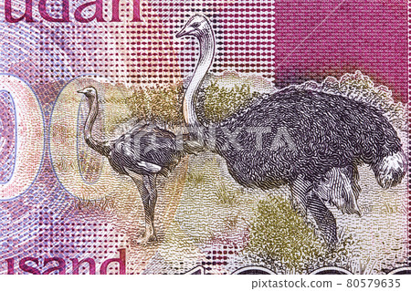 Ostriches from South Sudanese money - Pound 80579635
