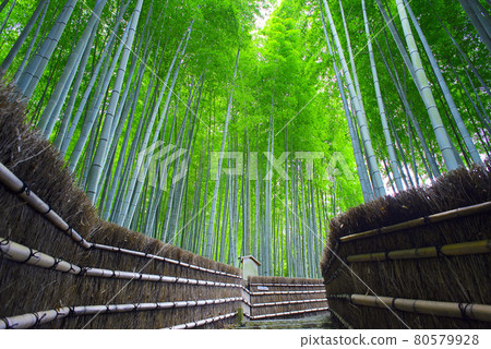 在京都嵯峨野散步 80579928