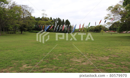 [Spring tradition] Chiba City Showa no Mori "Carp streamer" [ 80579970