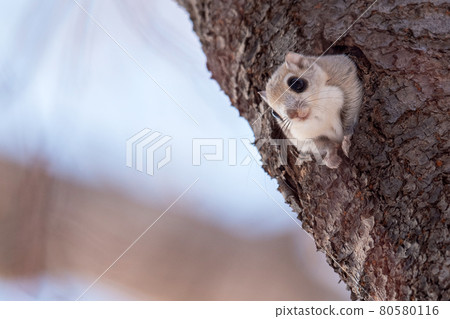 Ezo momonga to put out a face from a burrow 80580116