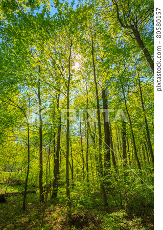 Spring Sun Shining Through Canopy Of Tall Trees. Upper Branches Of Tree Spring Sun Shining Through Canopy Of Tall Trees. Upper Branches Of Tree 80580157
