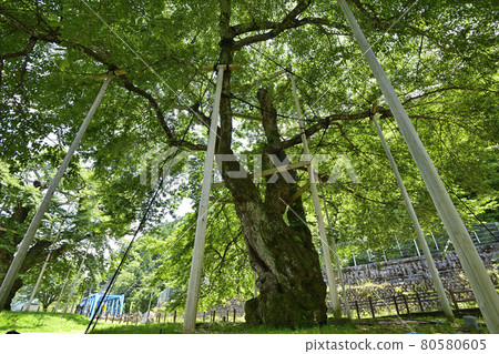 Shokawa Sakura 80580605