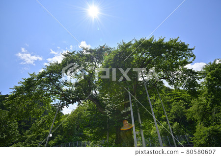 Shokawa Sakura 80580607