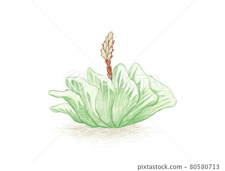 Hand Drawn Sketch of Haworthia Truncata Succulent Plant 80580713