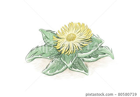 Hand Drawn of Faucaria Tigrina Succulent Plant 80580719