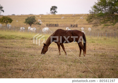 Horse resting in a pasture area 80581197