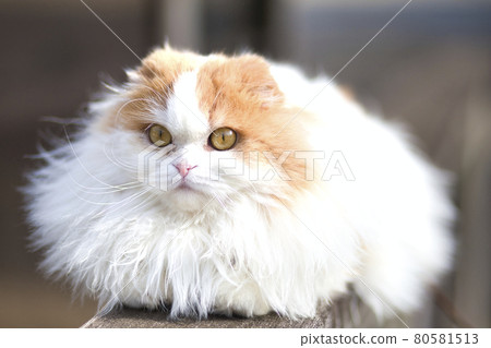 家貓白 家貓白 80581513