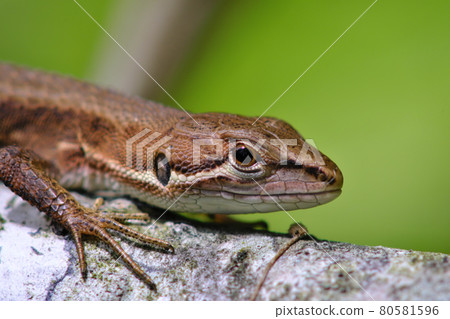 Cana snake 80581596