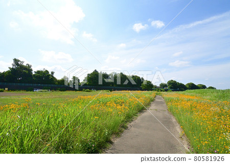 Coreopsis that thrives on the riverbed of the Sagami River 80581926