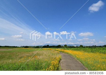 Coreopsis that thrives on the riverbed of the Sagami River 80581936