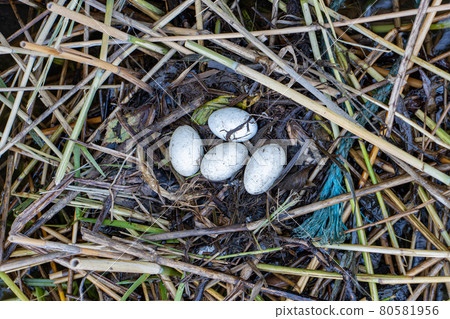 A grebe's (Podicipediformes) bird nest with eggs built on the water among the reeds A grebe's (Podicipediformes) bird nest with eggs built on the water among the reeds 80581956