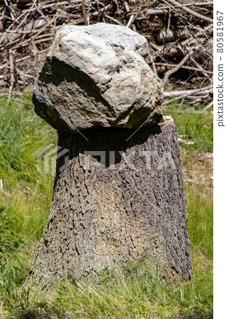 Large stone boulder on an tree stump at forest. 80581967