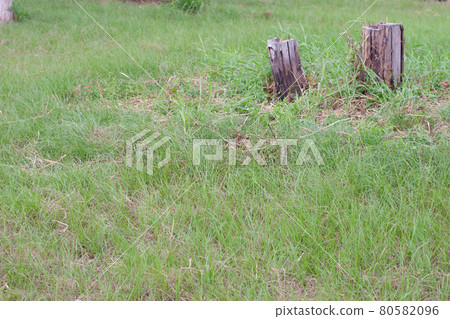the Broken pine tree in the forest after strong winds 80582096