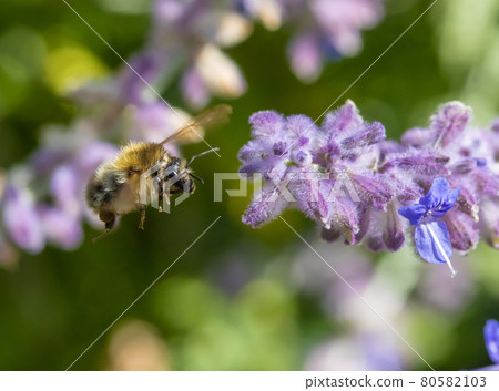 A bumble-bee fly around a flower on a garden. 80582103