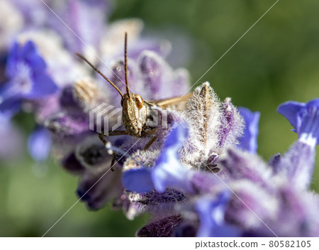 Closeup of a Meadow Grasshopper on a lavender flower Closeup of a Meadow Grasshopper on a lavender flower 80582105