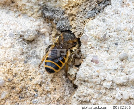 The solitary honey bee crawl to hole - entrance to her nest in wall of a old house. 80582106