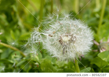 Dandelion with flying seeds on a green field, macro view. Dandelion with flying seeds on a green field, macro view. 80582107