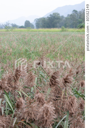 a wetland at Nam Sang Wai , hong kong a wetland at Nam Sang Wai , hong kong 80582149
