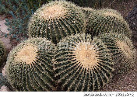 group of Golden Ball Cactus, rare and critically endangered in the wild 80582570