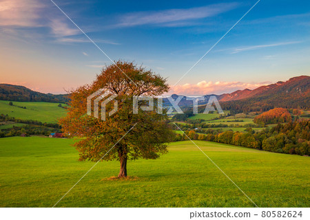 A beautiful deciduous tree in the foreground of the autumn rural A beautiful deciduous tree in the foreground of the autumn rural 80582624