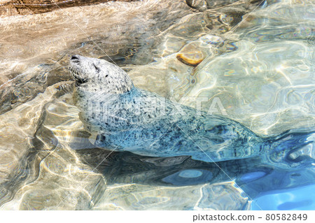 水族館風景日光浴海豹新潟縣新潟市 80582849