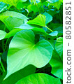 Sweet potato leaves 80582851