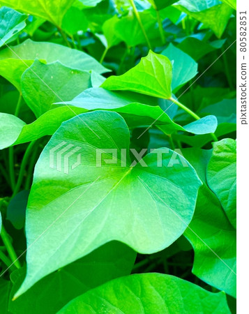 Sweet potato leaves 80582851