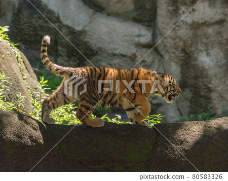 Amur tiger cub with stealth legs Amur tiger cub with stealth legs 80583326