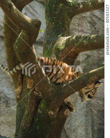 Tree climbing Amur tiger 80583327