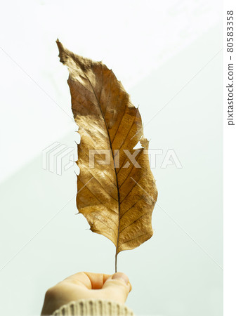 女人的手拿著一片落葉 80583358