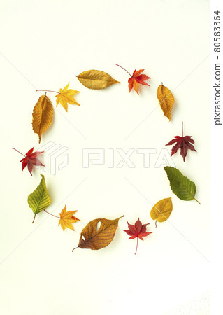 Beautifully colored fallen leaves Beautifully colored fallen leaves 80583364