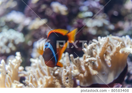 Aquarium scenery Clownfish and sea anemones Niigata City, Niigata Prefecture 80583408