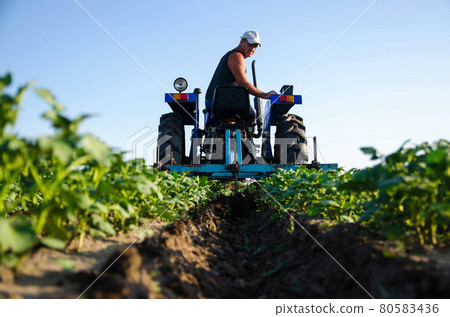 A farmer on a tractor cultivates a potato plantation. Agroindustry and agribusiness. Cultivation of a young potato field. Loosening of the soil between the rows of bushes. A farmer on a tractor cultivates a potato plantation. Agroindustry and agribusiness. Cultivation of a young potato field. Loosening of the soil between the rows of bushes. 80583436