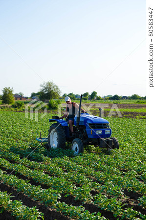 A farmer on a tractor cultivates a potato plantation. Agroindustry and agribusiness. Farm machinery. Crop care, soil quality improvement. Plowing and loosening ground. Field work cultivation. 80583447