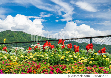 A bright summer flowerbed with canna blooming A bright summer flowerbed with canna blooming 80583466