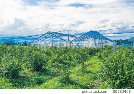 Azumino City Blueberry Field 80583468