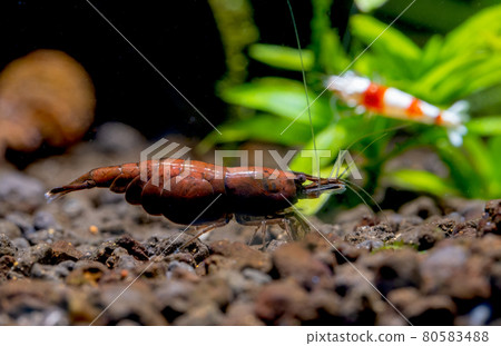 Red onyx dwarf shrimp look for food in aquatic soil with red bee shrimp stay on plant as background Red onyx dwarf shrimp look for food in aquatic soil with red bee shrimp stay on plant as background 80583488