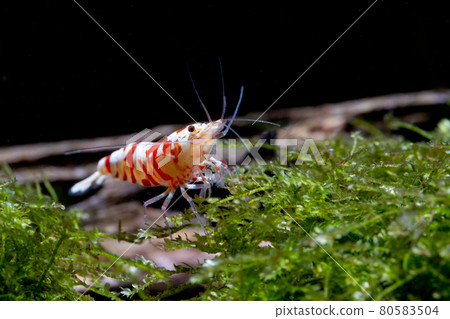 Red fancy tiger dwarf shrimp stay and look for food on moss in freshwater aquarium tank. 80583504