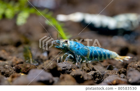 Close up blue bolt dwarf shrimp stay in front of galaxy shrimp to look for food in fresh water Close up blue bolt dwarf shrimp stay in front of galaxy shrimp to look for food in fresh water 80583530