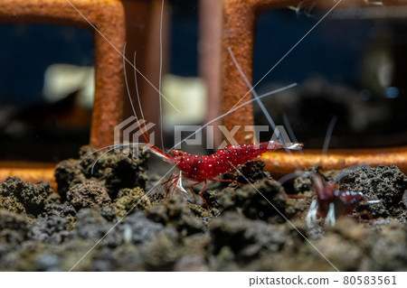 Sulawesi white spot dwarf shrimp look for food in lava stone in fresh water aquarium tank Sulawesi white spot dwarf shrimp look for food in lava stone in fresh water aquarium tank 80583561