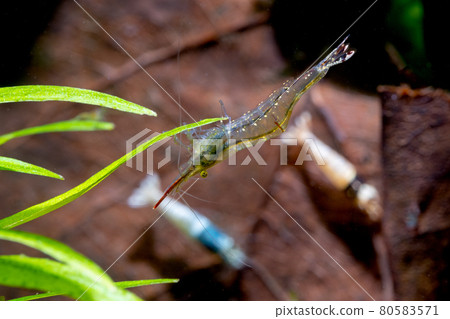 Long nose dwarf shrimp stay under green leaf by hang on aquatic plant in fresh water aquarium tank. 80583571