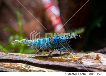 Blue bolt dwarf shrimp stay on timber decoration and look to right side in fresh water aquarium tank Blue bolt dwarf shrimp stay on timber decoration and look to right side in fresh water aquarium tank 80583573