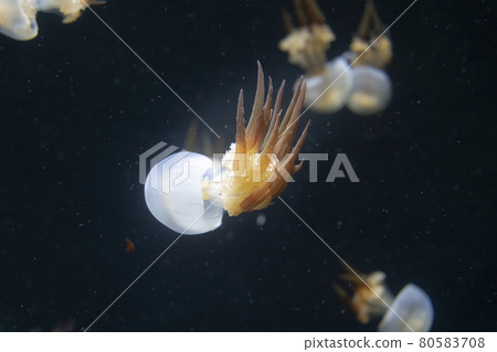 Aquarium scenery Jellyfish tank Tsuruoka City Yamagata Prefecture 80583708