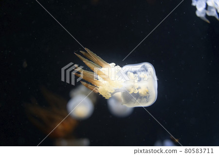 Aquarium scenery Jellyfish tank Tsuruoka City Yamagata Prefecture Aquarium scenery Jellyfish tank Tsuruoka City Yamagata Prefecture 80583711