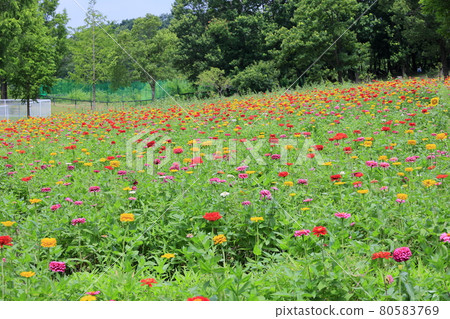 Blumen Hill Sunflower in full bloom 80583769