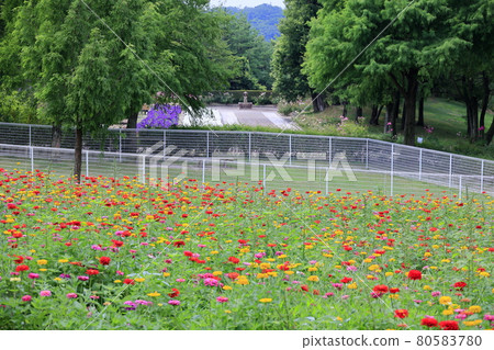 Blumen Hill Sunflower in full bloom 80583780