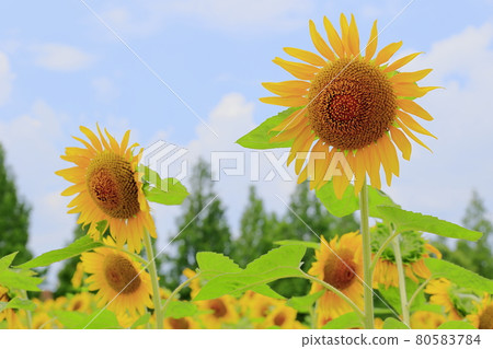 Blumen Hill Sunflower in full bloom Blumen Hill Sunflower in full bloom 80583784