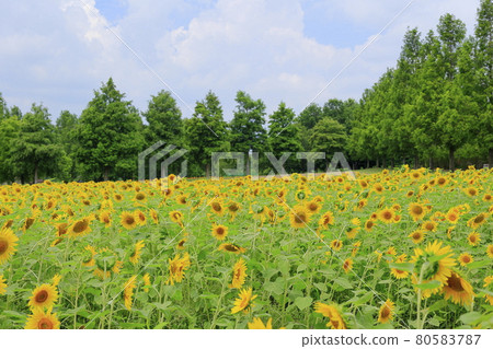 Blumen Hill Sunflower in full bloom 80583787
