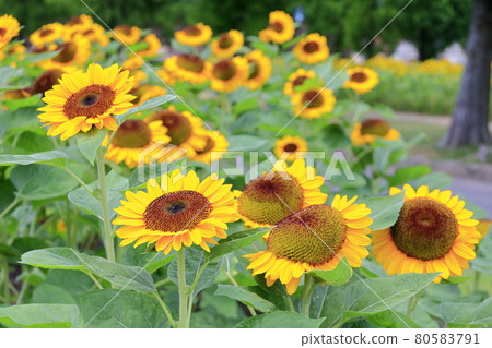 Blumen Hill Sunflower in full bloom Blumen Hill Sunflower in full bloom 80583791
