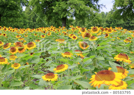 Blumen Hill Sunflower in full bloom Blumen Hill Sunflower in full bloom 80583795